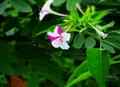 Flower in lavasa