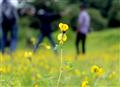 flowers, Best gift of nature to LAVASA