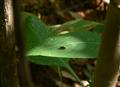 Taking some rest on a Leaf