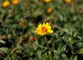 flower at lavasa land