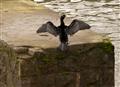 Drying Wings