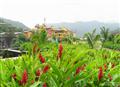 Lush greens (in the rains) - Saurabh Bobde