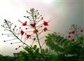 Flowers smiling to welcome the rains