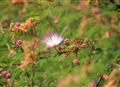 Lavasa Flower