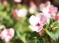 Little Pink Blossoms 