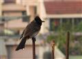 Bird in lavasa