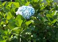 Beautiful Flowers