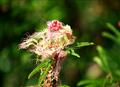 FLORES FAUNA 9  BY Seema Pathak